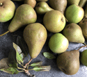 125 Broitzem Herbst Birnen