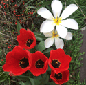 Broitzem Tulpen
