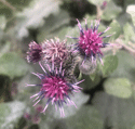 Broitzem Blumensterne