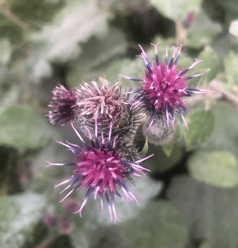 Broitzem Blumensterne