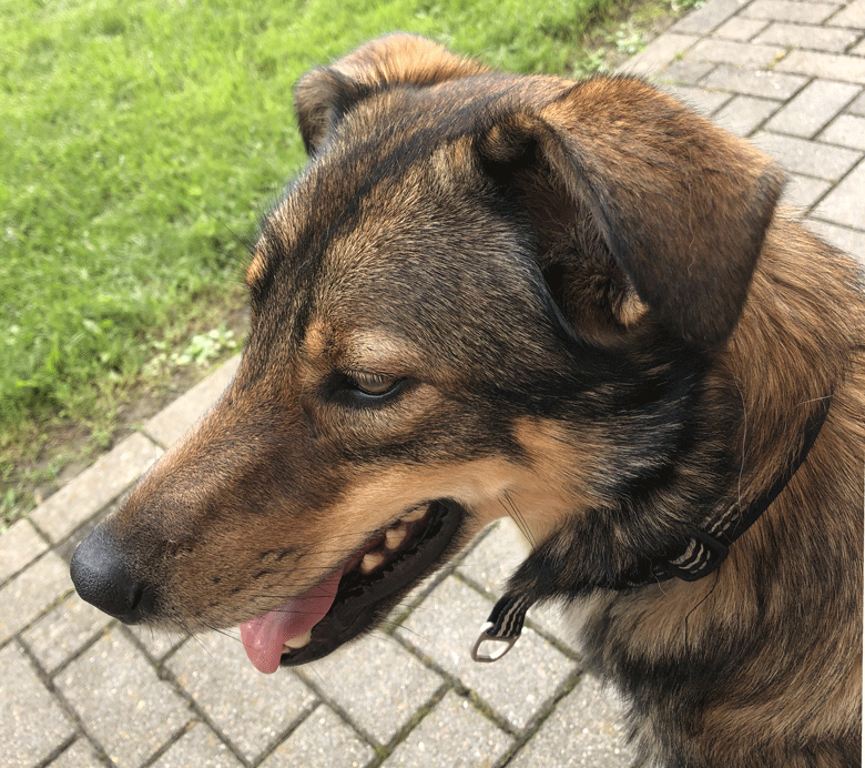 Broitzem   -   Hunde und Katzen   -  Carni