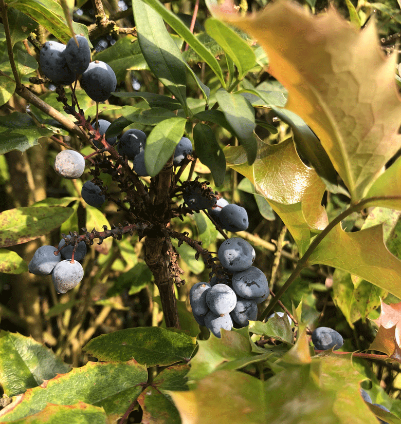 Broitzem  Laub Blau