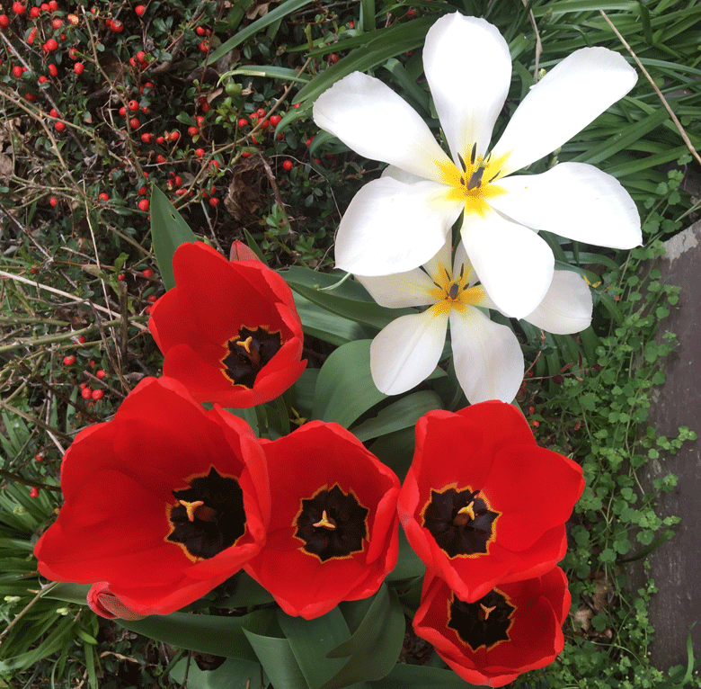 Broitzem Tulpen
