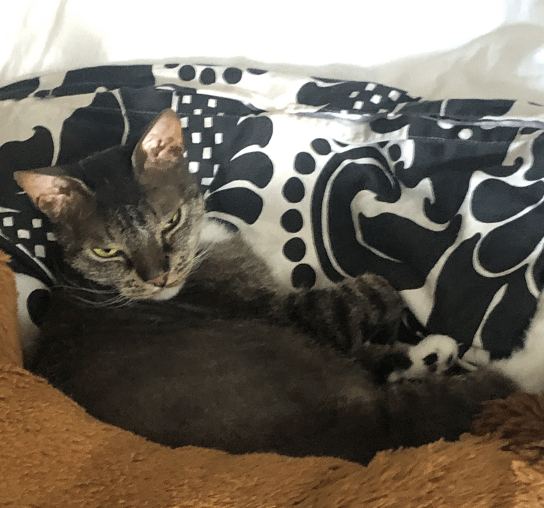 Broitzen Katze Kater Spiky