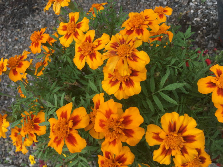 Blume-780-018