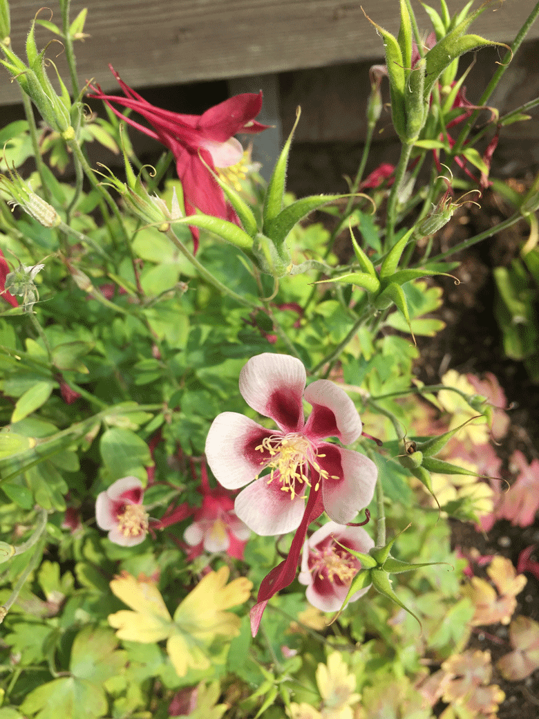 Broitzem Blumen