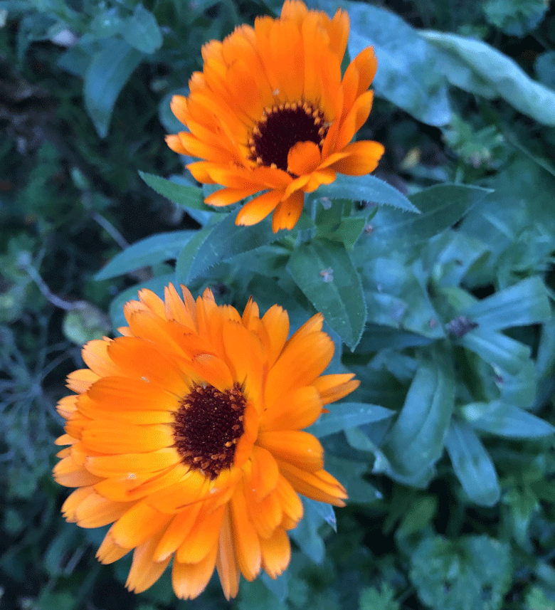 Broitzem Blumen