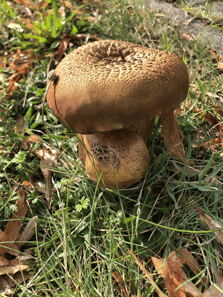 Broitzem Pilz