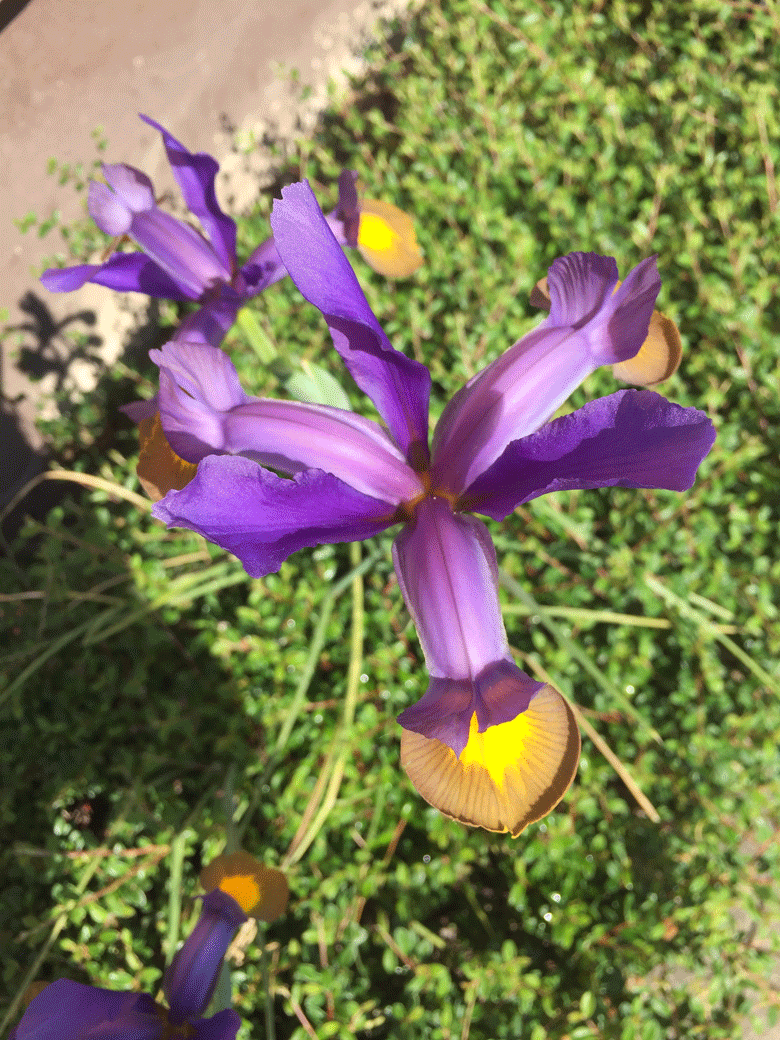 Broitzem Blumen