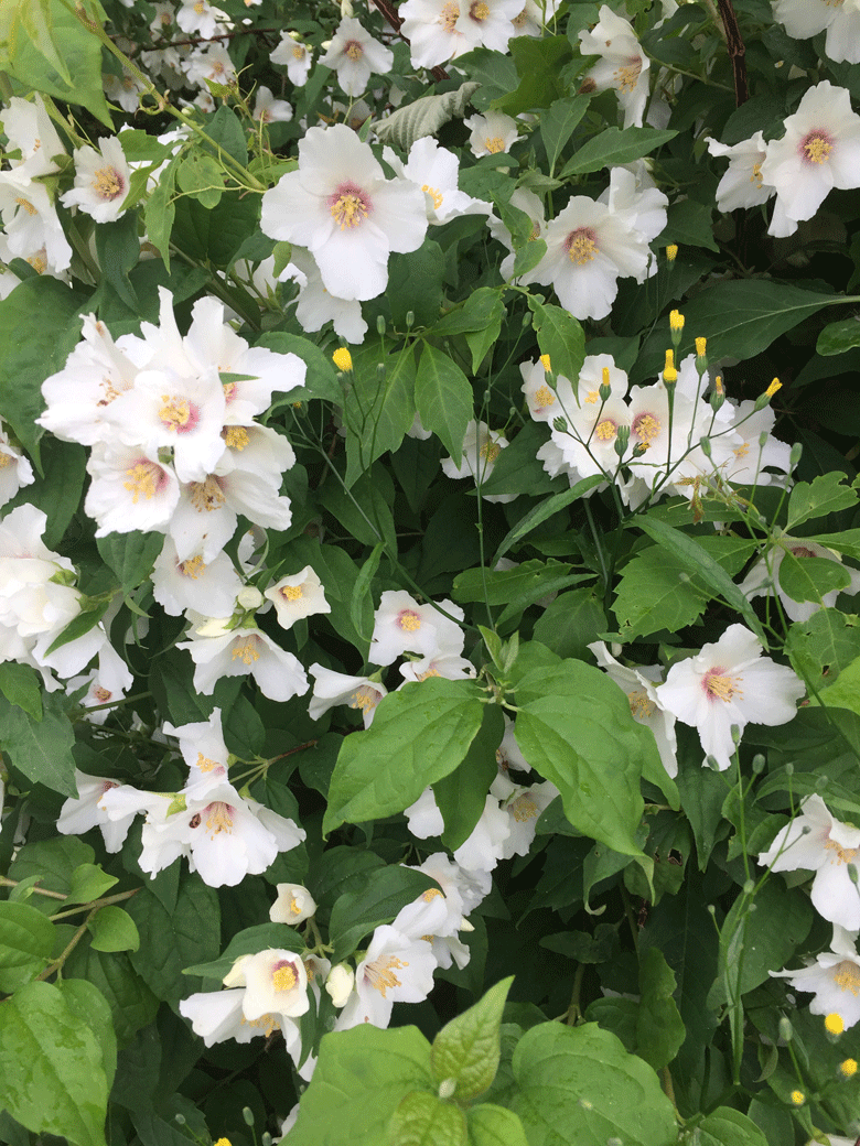 Broitzem Blumen