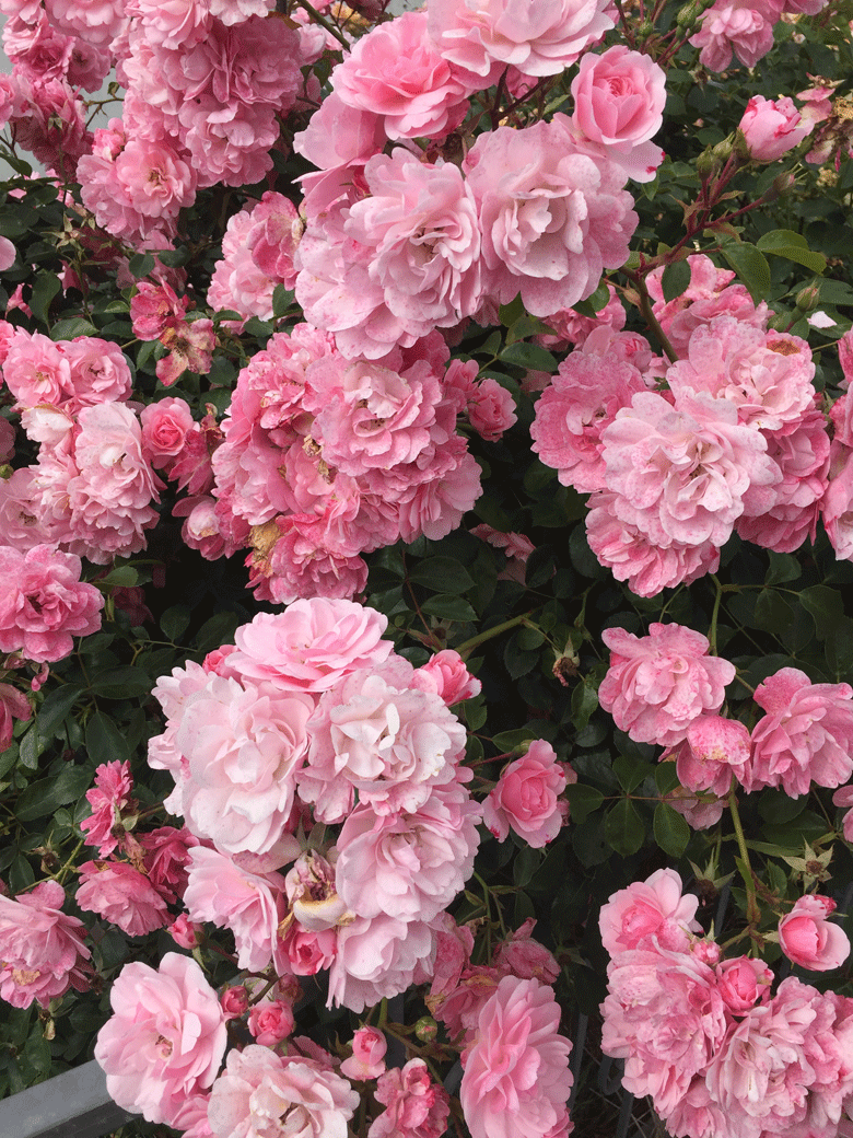 Broitzem Blumen