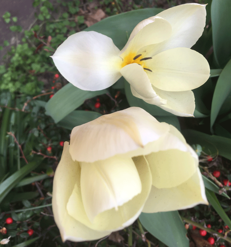 Broitzem Blumen