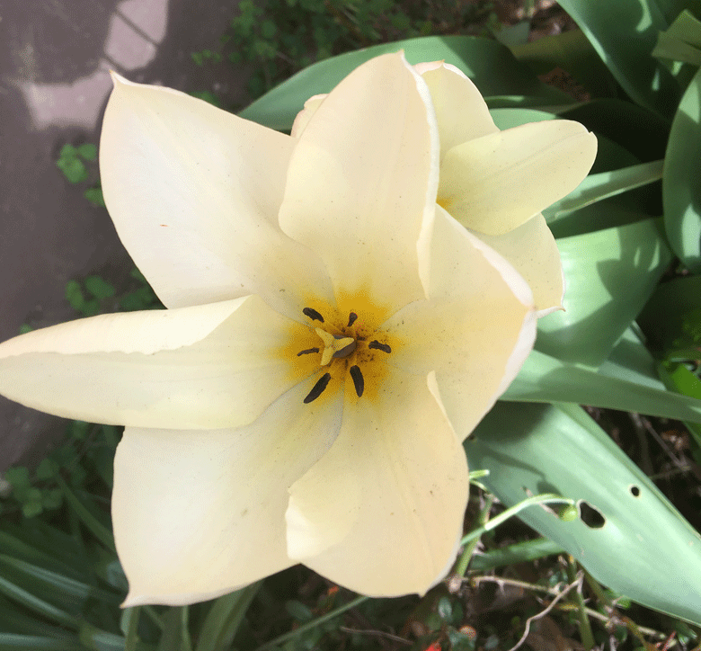 Blumen-780-038