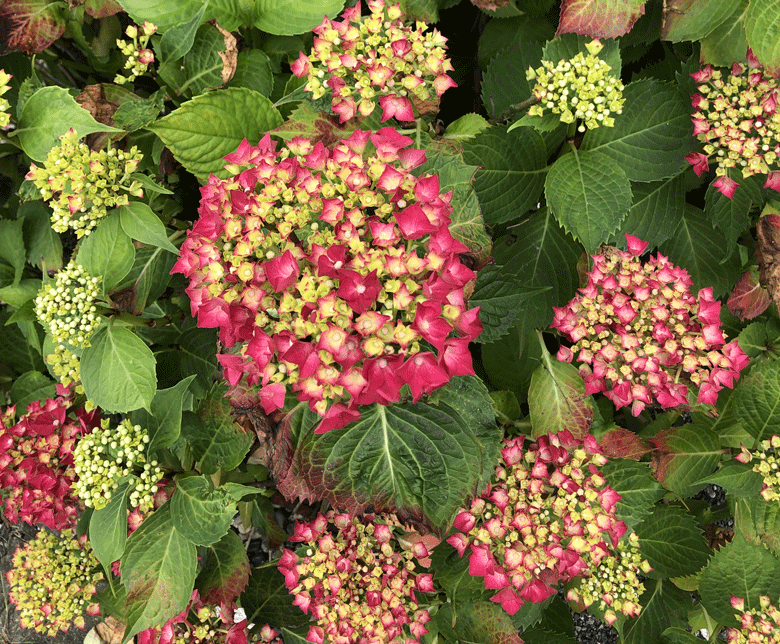 Broitzem Blumen