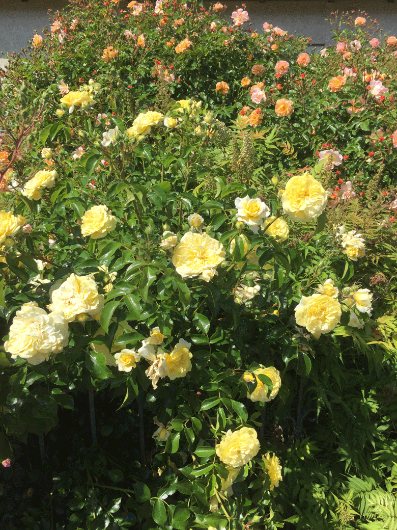 Blumen