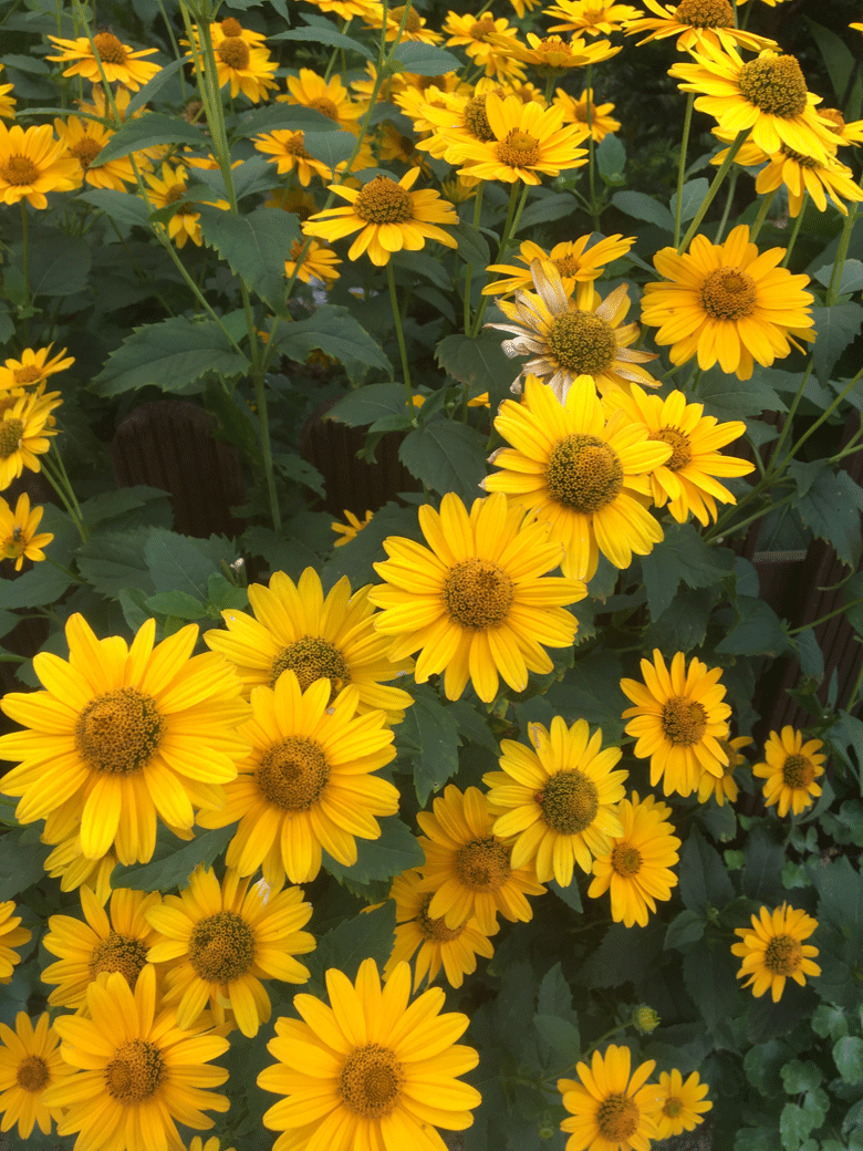 Broitzem Blumen